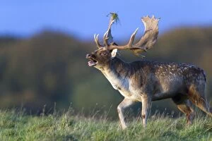 Images Dated 19th October 2011: Fallow Deer - buck roaring during the rut - Seeland - Denmark