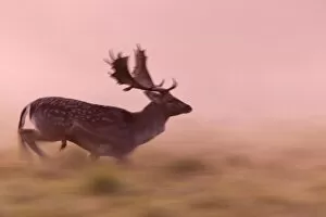 Fallow Deer - buck running across a meadow at dawn - during the rut