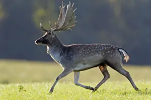 Fallow Deer - buck running - during the rut - Seeland - Denmark