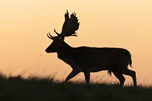 Denmark Prints: Fallow Deer - buck as silhouette moving along horizon at dusk - during the rut - Seeland - Denmark