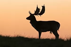 Sunsets & Sunrises Collection: Fallow Deer - Buck as silhouette standing on horizon at dusk - during the rut - Seeland - Denmark