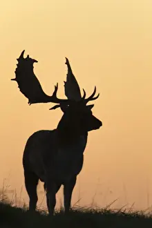 Fallow Deer - buck as silhouette standing on horizon at dusk - during the rut - Seeland - Denmark