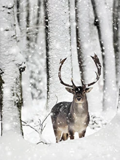 Fallow Deer, buck in snow covered forest, Germany