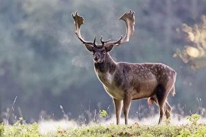 Images Dated 15th October 2011: Fallow Deer - buck standing alert - early morning - during the rut - Seeland - Denmark