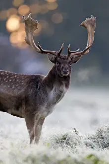 Antler Prints: Fallow Deer - buck standing alert - early morning - during the rut - Seeland - Denmark