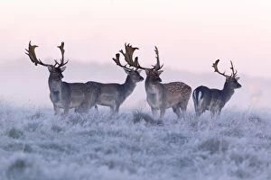 Images Dated 15th October 2011: Fallow Deer - buck - four standing alert on frost covered meadow - at dawn - during the rut