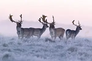Fallow Deer - buck - four standing alert on frost covered meadow - at dawn - during the rut - Seeland - Denmark