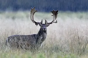Rutting Prints: Fallow Deer - buck standing alert in the rain - during the rut - Seeland - Denmark