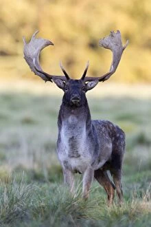 Fallow Deer - buck standing alert - during the rut