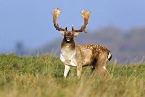 Images Dated 17th October 2011: Fallow Deer - buck standing alert - during the rut - Seeland - Denmark