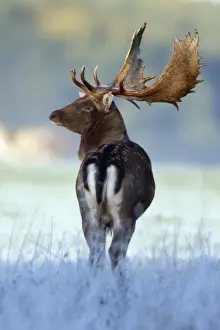 Strong Prints: Fallow Deer - buck standing alert - during the rut - Seeland - Denmark