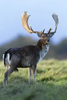Fallow Deer - buck standing alert - during the rut - Seeland - Denmark