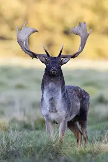 Deer Prints: Fallow Deer - buck standing alert - during the rut - Seeland - Denmark