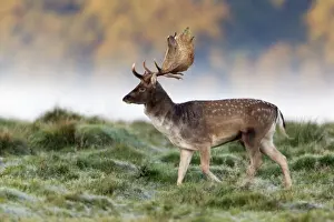 Fallow Deer - buck walking across frosty covered meadow during the rut - Seeland - Denmark