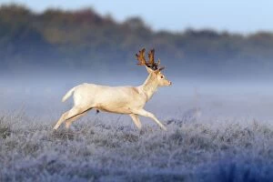 Images Dated 15th October 2011: Fallow Deer - buck with white coat running across frost covered meadow during the rut - Seeland