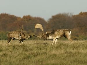 Images Dated 18th February 2009: Fallow deer - bucks fighting - Klambenborg - Denmark
