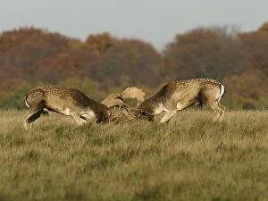 Images Dated 18th February 2009: Fallow deer - bucks fighting - Klambenborg - Denmark