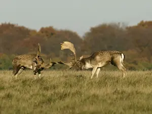 Fallow deer - bucks fighting - Klambenborg - Denmark
