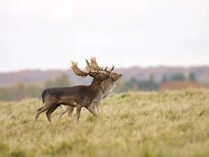 Images Dated 18th February 2009: Fallow deer - bucks rut behaviour - Klambenborg - Denmark