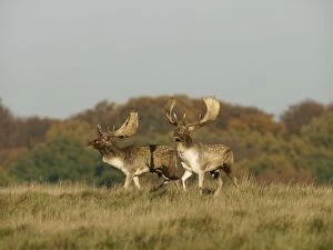 Images Dated 18th February 2009: Fallow deer - bucks rut behaviour - Klambenborg - Denmark