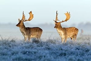 Images Dated 15th October 2011: Fallow Deer - bucks - two standing alert on frost covered meadow - at dawn - during the rut