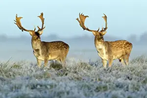 Fallow Deer - bucks - two standing alert on frost covered meadow - at dawn - during the rut - Seeland - Denmark