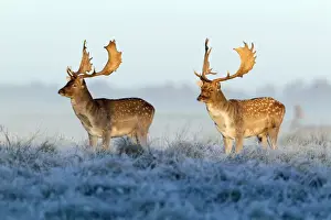 Fallow Deer - bucks - two standing alert on frost covered meadow - at dawn - during the rut - Seeland - Denmark