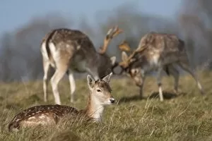 Images Dated 24th January 2009: Fallow Deer - Doe in the foreground with rutting bucks head-to-head in the background
