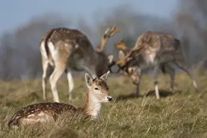 Does Prints: Fallow Deer - Doe in the foreground with rutting bucks head-to-head in the background