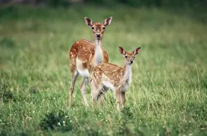 Fallow Deer - with fawn