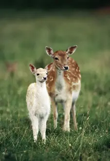 Deer Prints: Fallow Deer - with fawn
