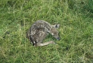 Images Dated 11th September 2006: Fallow Deer - fawn, freshly dropped