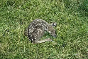 Fallow Deer - fawn, freshly dropped