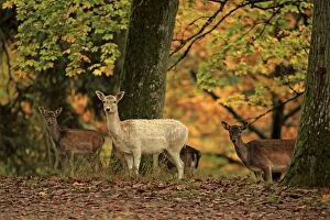 Images Dated 14th October 2013: Fallow Deer - females in autumn forest Germany (Dama dama)