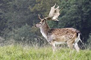 Fallow Deer - male