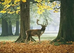 Images Dated 8th November 2010: Fallow Deer - male