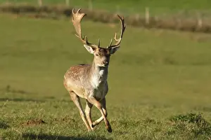Fallow deer - male. France
