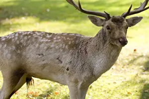 UK Wildlife Prints: Fallow Deer - male showing wounds sustained during rut - UK