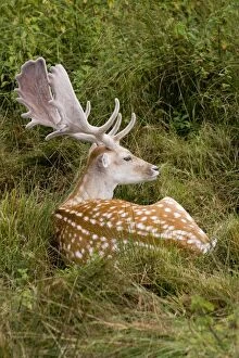 Images Dated 5th August 2011: Fallow Deer - male in velvet - resting in undergrowth - UK