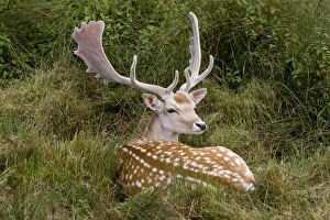 Images Dated 5th August 2011: Fallow Deer - male in velvet - resting in undergrowth - UK * Grass digitally removed from face