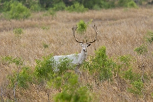 Images Dated 28th March 2008: Fallow Deer - Native to the Mediterranean region of Europe and Asia Minor