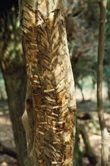 Images Dated 1st May 2007: Fallow Deer - rubbing antlers againsy Holly Tree, showing damage
