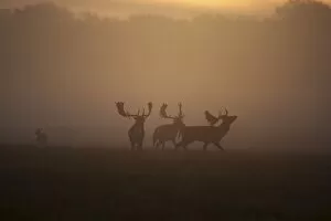 Images Dated 28th October 2009: Fallow Deer - rutting deer bucks at sunrise - Denmark
