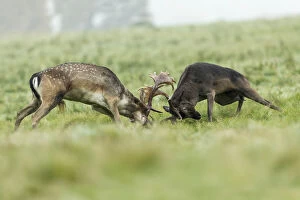 Male Gallery: Fallow Deer - Rutting - Richmond Park - UK