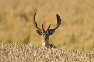 Even Toed Ungulate Prints: Fallow Deer stag corn field 37
