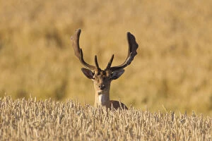 Stag Gallery: Fallow Deer, - stag in a corn field - Sweden     Date: 21-Jul-14