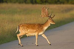 Images Dated 19th July 2012: Fallow Deer stag crossing road