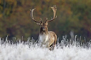 Stag Gallery: Fallow Deer  stag in frozen landscape