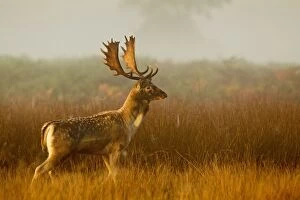 Fallow Deer - stag in mist at sunrise