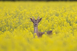 Stag Gallery: Fallow Deer - stag in rape field - Germany